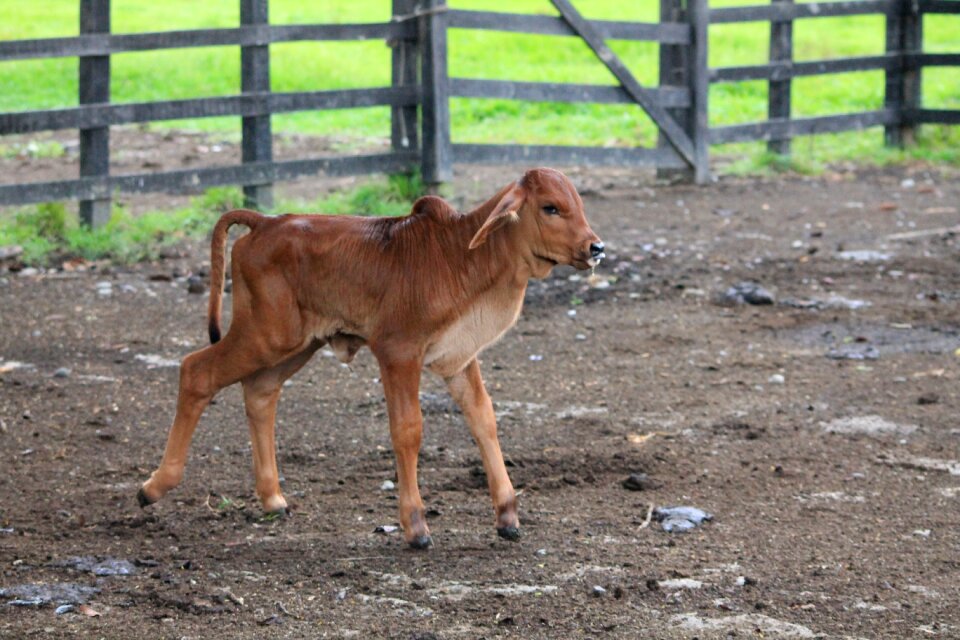 Poultry livestock animals