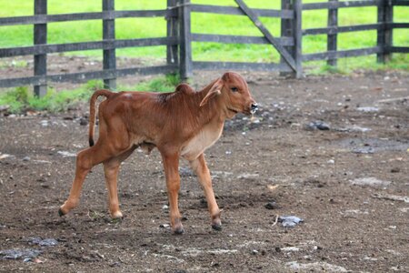 Poultry livestock animals