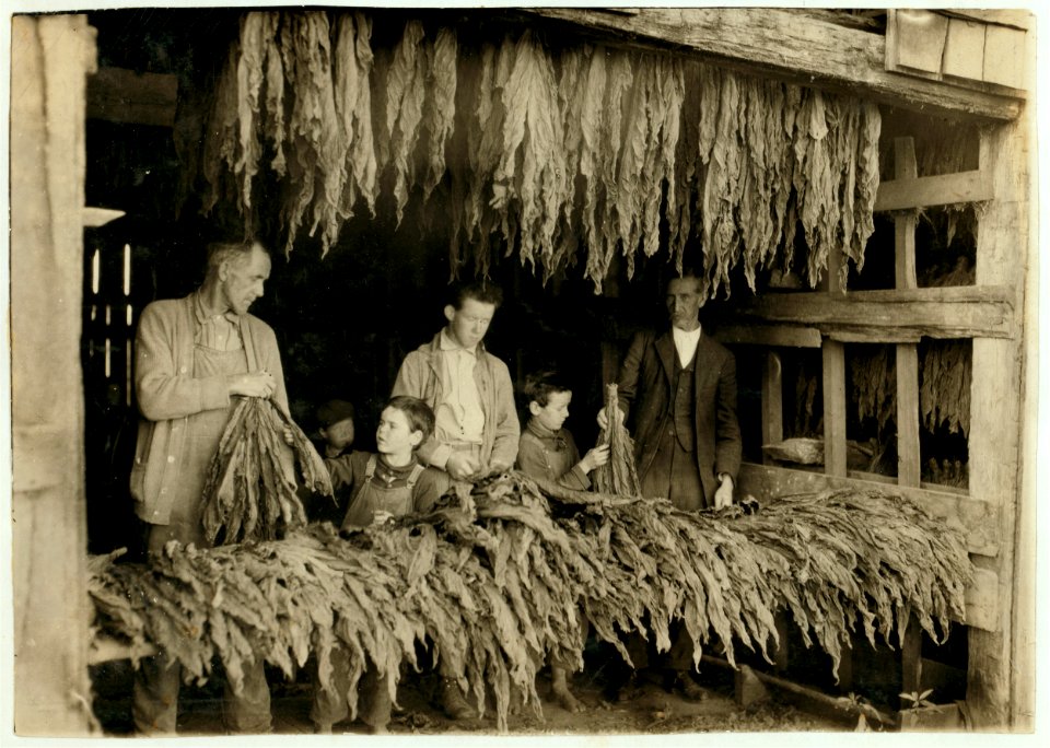 B.F. Howell, Route 4, Bowling Green, Ky. and part of his family stripping tobacco. The 8 and 10-year old boys in photo 'tie up waste'; his 12-year old boy and 14-year old girl (not in photo LOC nclc.00649