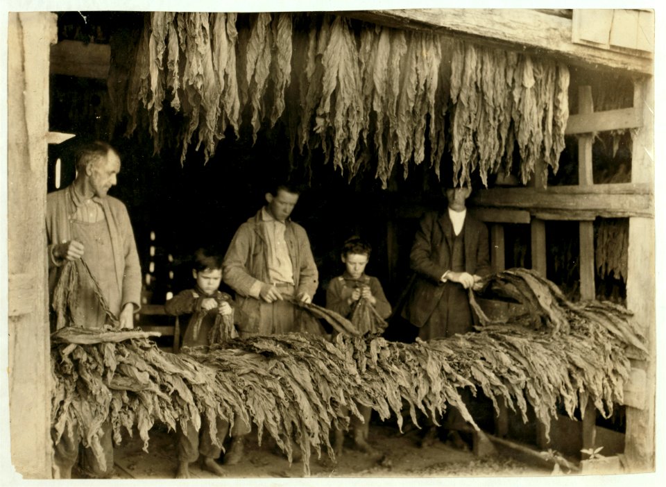 B.F. Howell, Route 4, Bowling Green, Ky. and part of his family stripping tobacco. The 8 and 10-year old boys in photo 'tie up waste'; his 12-year old boy and 14-year old girl (not in photo LOC nclc.00651