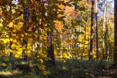 Foliage colorful autumn gold