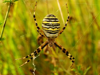 At the court of spider's web animals