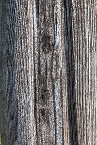 Wood grain wood texture photo