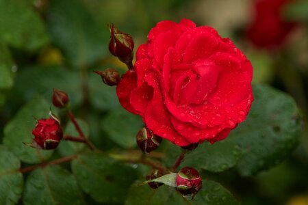 Romance red flower red rose photo