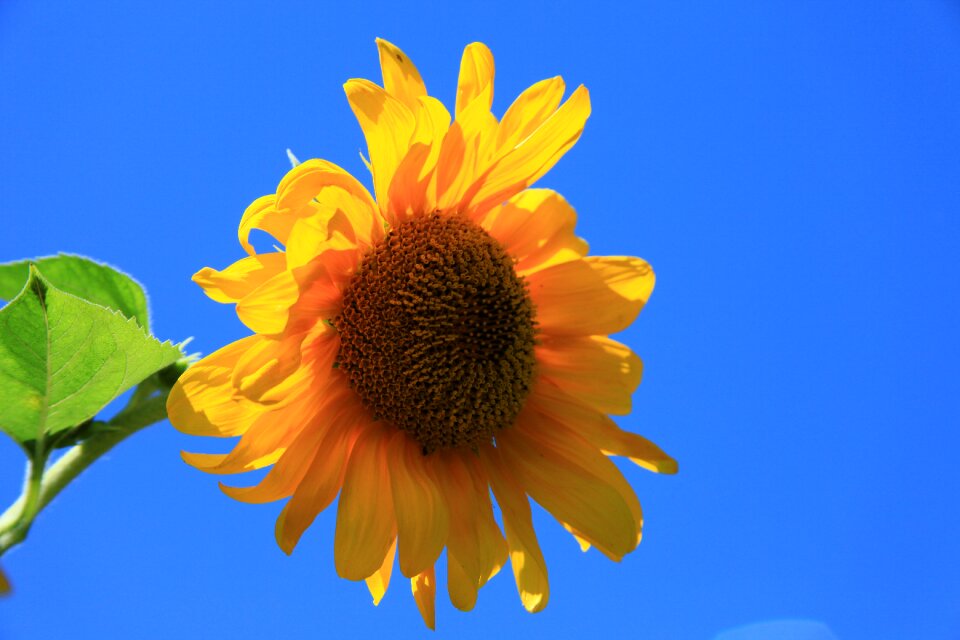 Bright yellow flowers farming