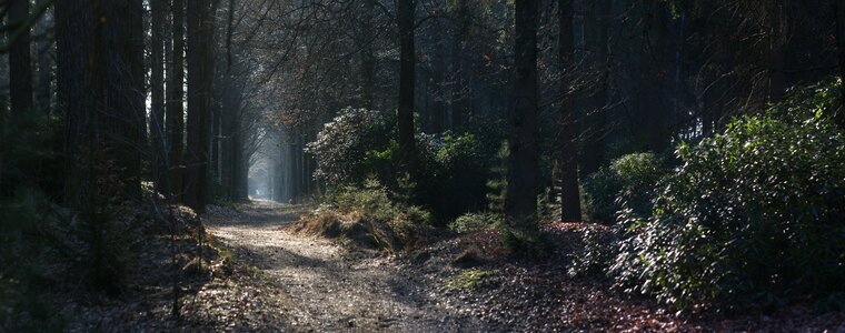 Fog tree forest photo