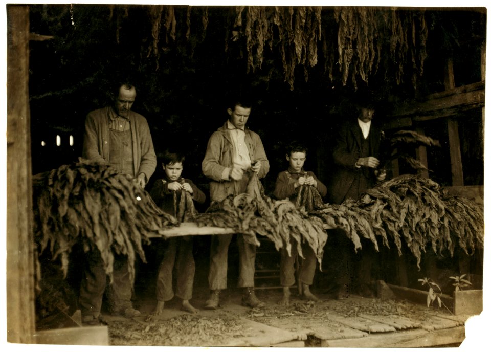 B.F. Howell, Route 4, Bowling Green, Ky. and part of his family stripping tobacco. The 8 and 10-year old boys in photo 'tie up waste'; his 12-year old boy and 14-year old girl (not in photo LOC nclc.00648