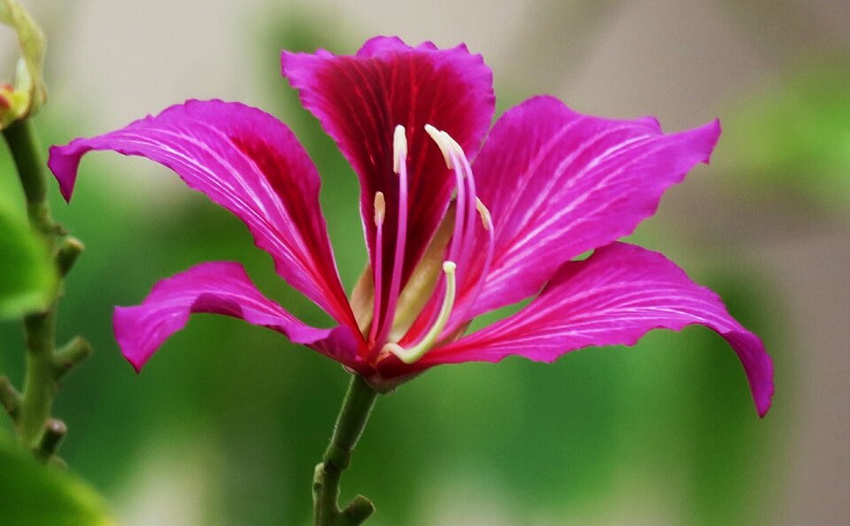 Fuchsia nature flower
