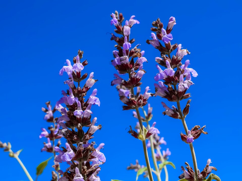 Nature flora spring