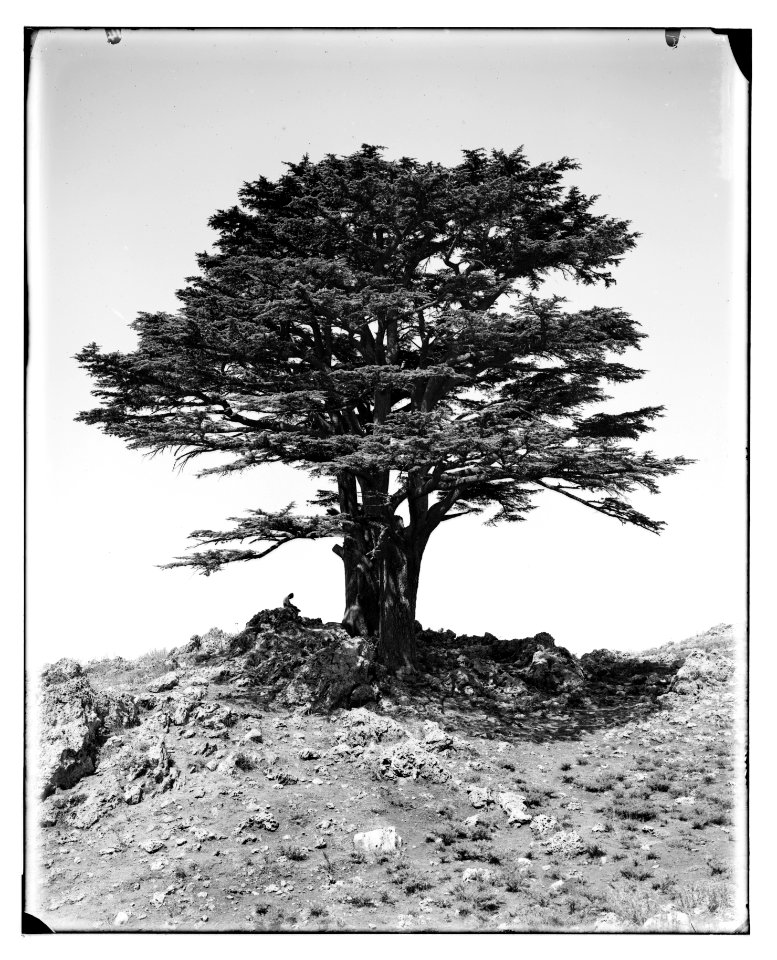 Baalbek (Heliopolis), etc. Cedars in the Lebanon LOC matpc.07097