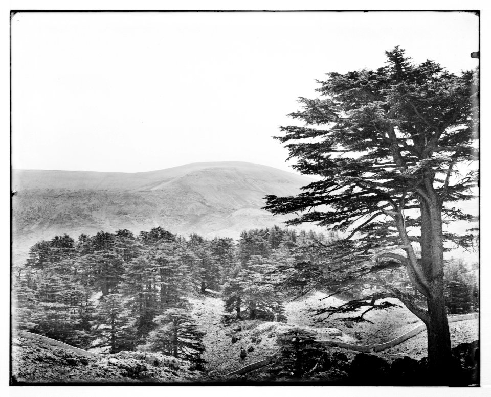 Baalbek (Heliopolis), etc. Cedars in the Lebanon LOC matpc.07103