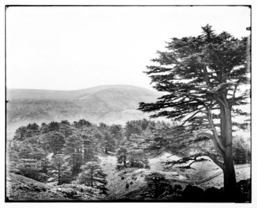 Baalbek (Heliopolis), etc. Cedars in the Lebanon LOC matpc.07103