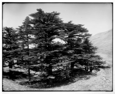 Baalbek (Heliopolis), etc. Cedars in the Lebanon LOC matpc.07096
