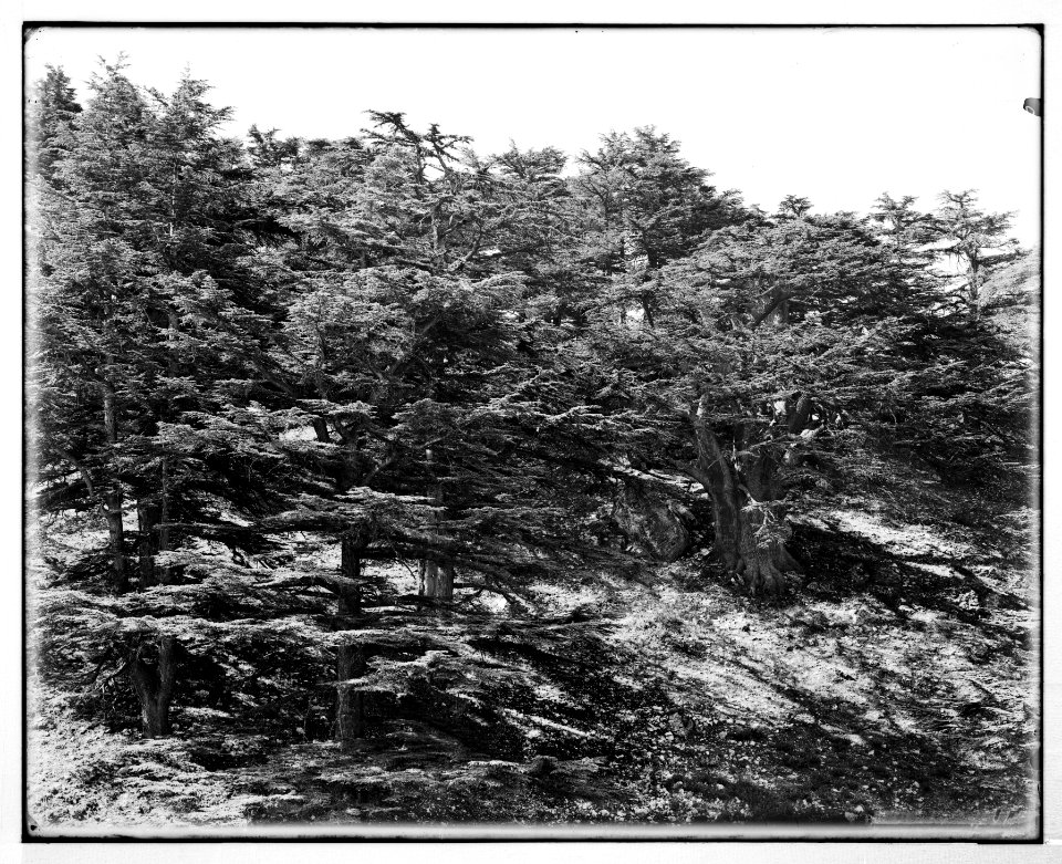 Baalbek (Heliopolis), etc. Cedars in the Lebanon LOC matpc.07102