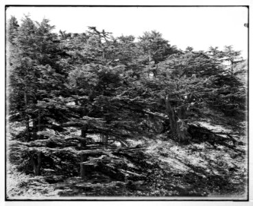 Baalbek (Heliopolis), etc. Cedars in the Lebanon LOC matpc.07102
