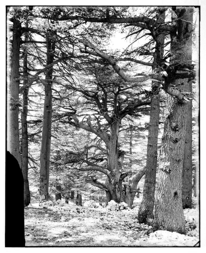 Baalbek (Heliopolis), etc. Cedars in the Lebanon LOC matpc.07104