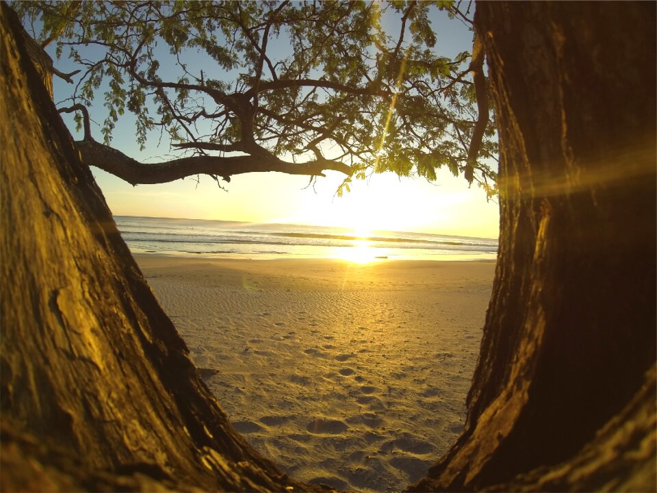 Ocean sea tree trunk