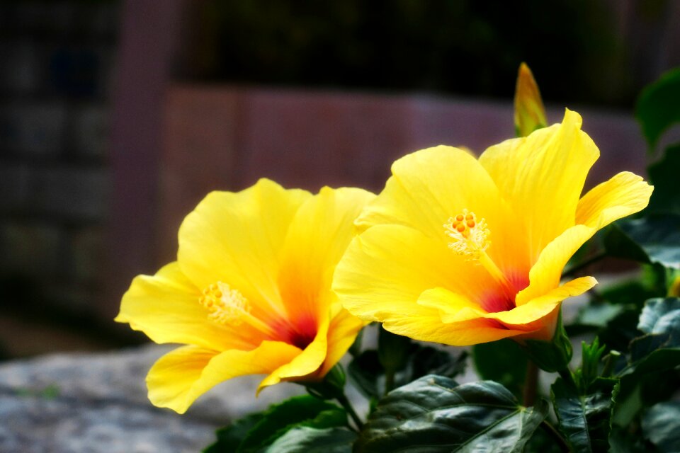 Leaf garden petal