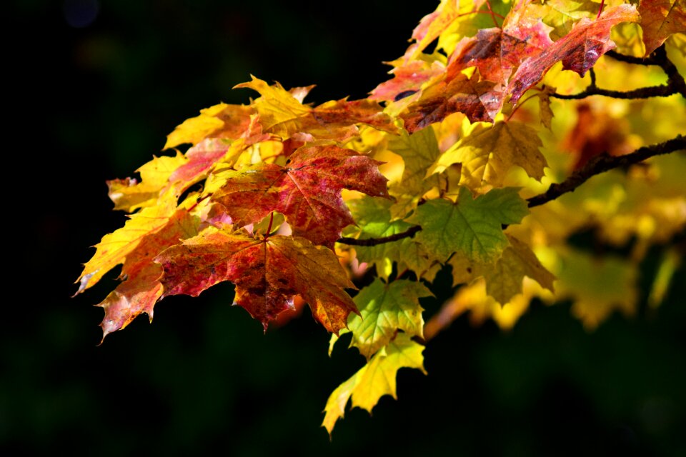 Maple leaves colorful fall foliage