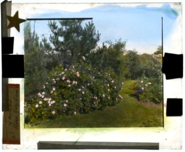 Beacon Hill House, Arthur Curtiss James house, Beacon Hill Road, Newport, Rhode Island. Rose garden LCCN2008679203