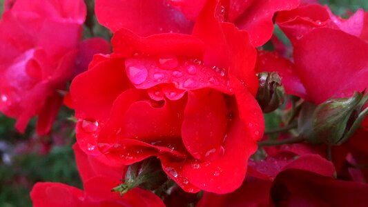 Red flowers plants
