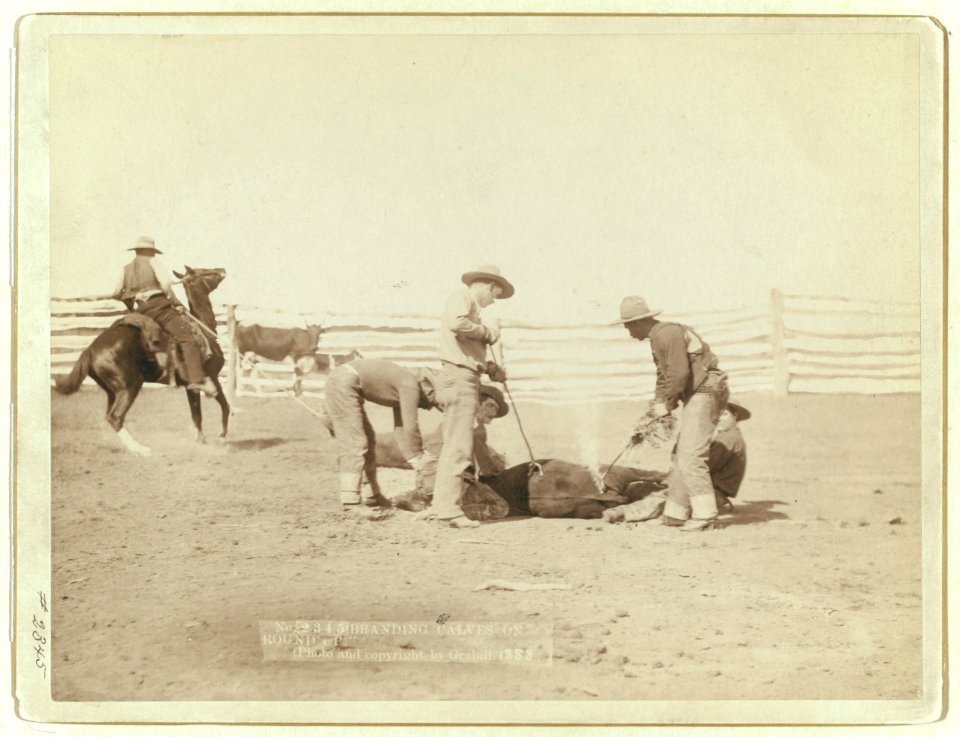 Branding calves on roundup LCCN99613914