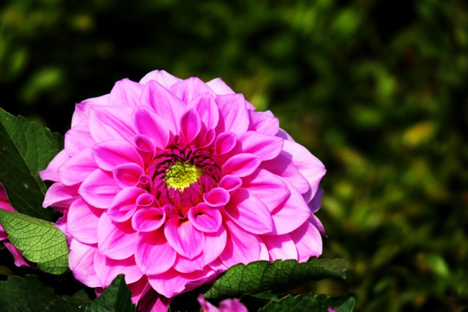 Plant summer garden