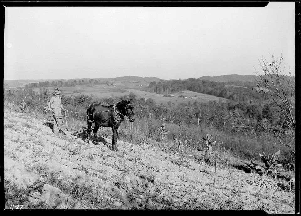 Boy plowing potato field with a mule and bull-tongue plow on steep slope on J. W. Melton farm on Andersonville... - NARA - 532651