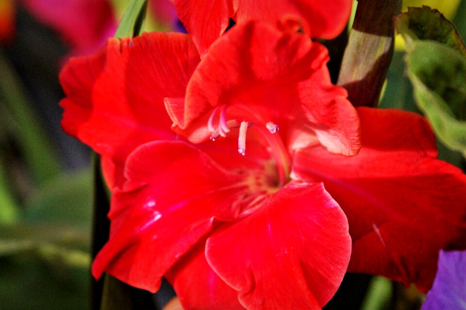 Sword flower blossom bloom
