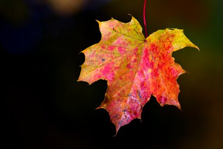 Maple leaf colorful fall foliage photo