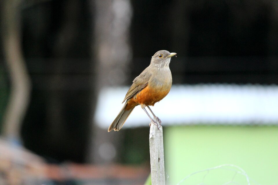 Thrush know orange tropical birds photo