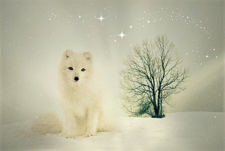 Winter snow animal world
