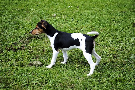 Dog pet small dog