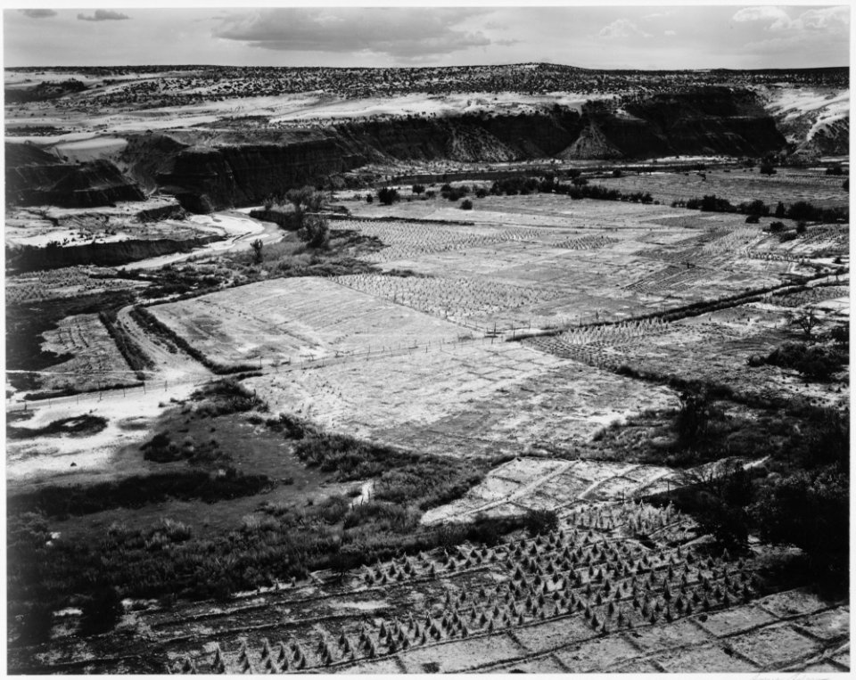 Corn Field, Indian Farm near Tuba City, Arizona, in Rain, 1941., 1941 - NARA - 519987