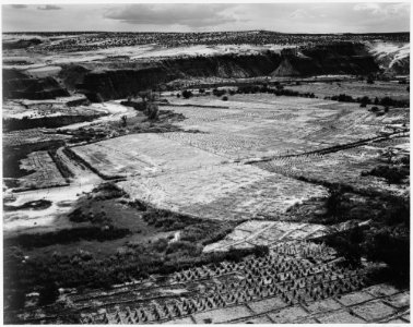 Corn Field, Indian Farm near Tuba City, Arizona, in Rain, 1941., 1941 - NARA - 519987