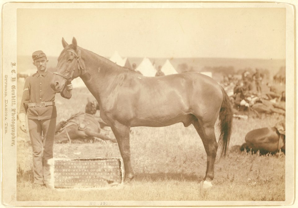 Comanche, the only survivor of the Custer Massacre, 1876. History of the horse and regimental orders of the (7)th Cavalry as to the care of Comanche as long as he shall live LCCN99613838