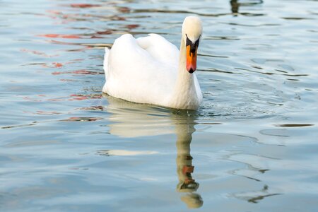 Puddle lake swan