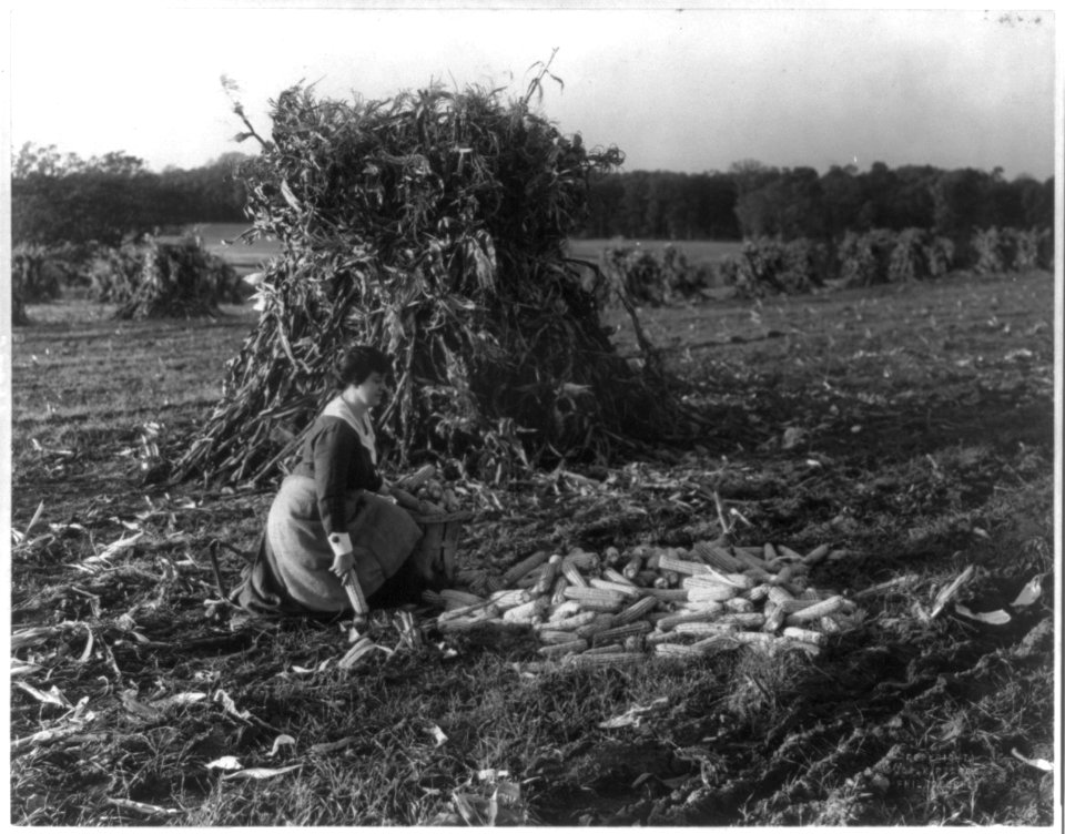 Corn harvest, no. 12179 LCCN2006681315