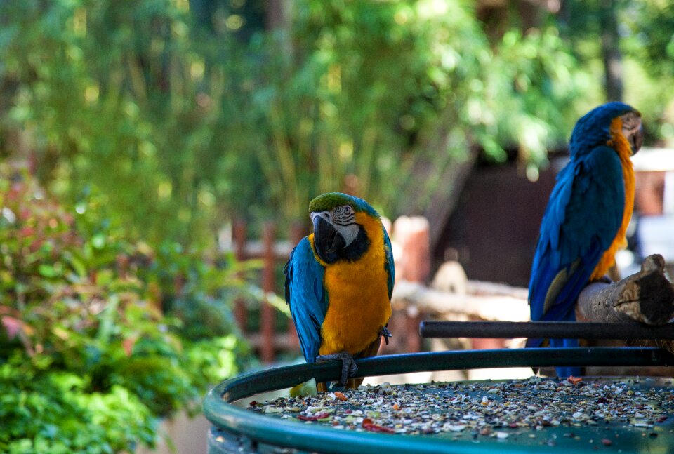 Parrot colors colorful