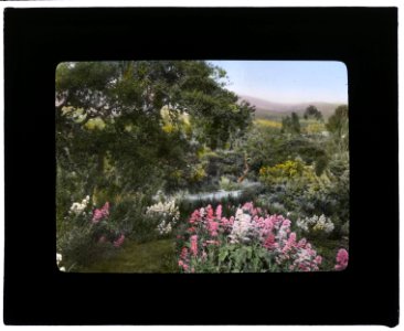 El Cerritto, Edward Larned Ryerson Jr. house, Hot Springs Road, Santa Barbara, California. Valerian along pathway LCCN2007684898