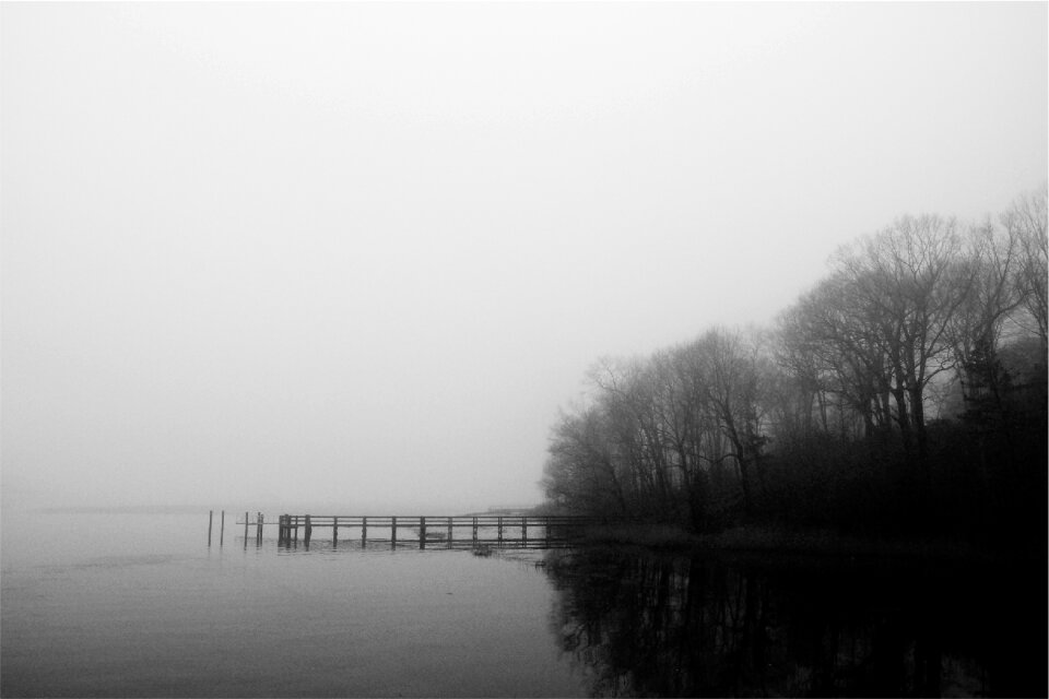 Water dock trees