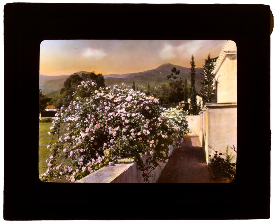 El Fureidis, James Waldron Gillespie house, Parra Grande Lane, Montecito, California. Banksia roses (Rosa banksiae) along terrace LCCN2007684895