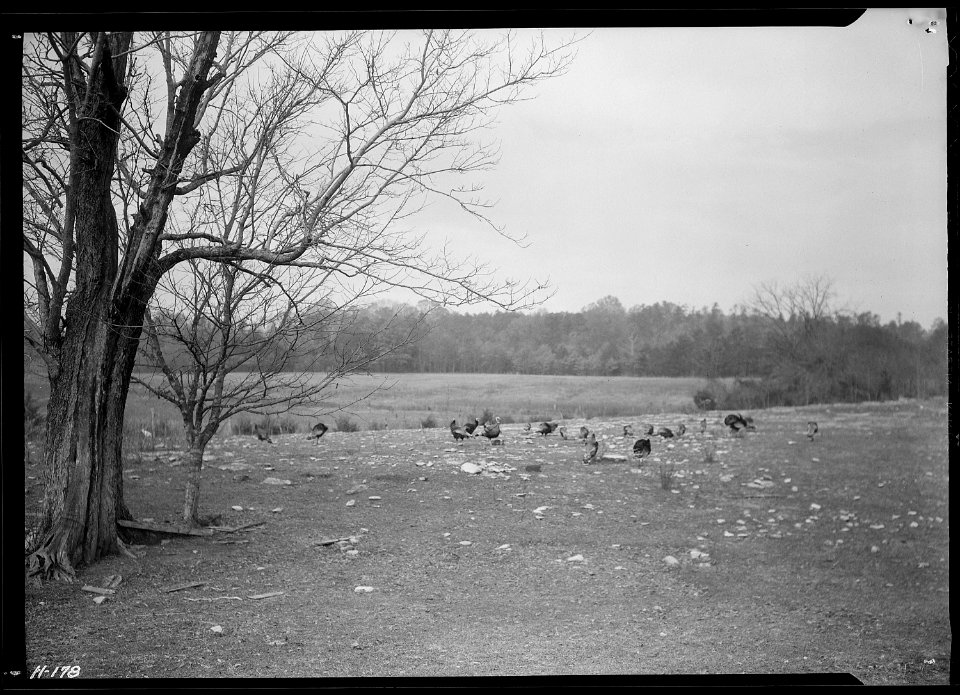 Flock of bronze turkeys on farmland purchased by the TVA for use as demonstration farms. - NARA - 532795