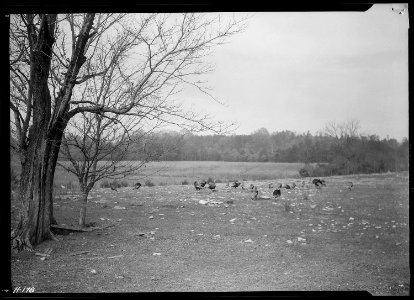 Flock of bronze turkeys on farmland purchased by the TVA for use as demonstration farms. - NARA - 532795