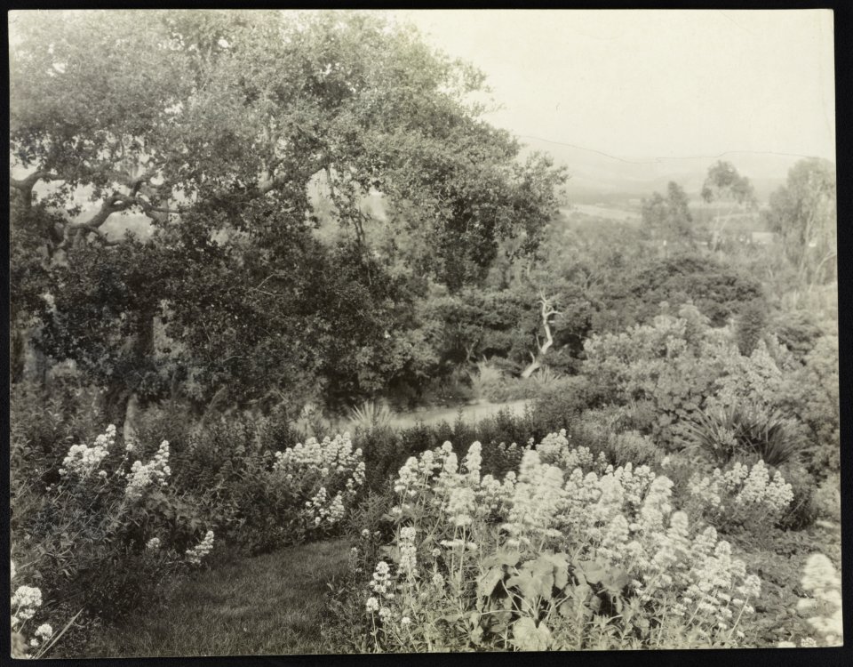 El Cerritto, Edward Larned Ryerson Jr. house, Hot Springs Road, Santa Barbara, California. Valerian along pathway LCCN2013645571