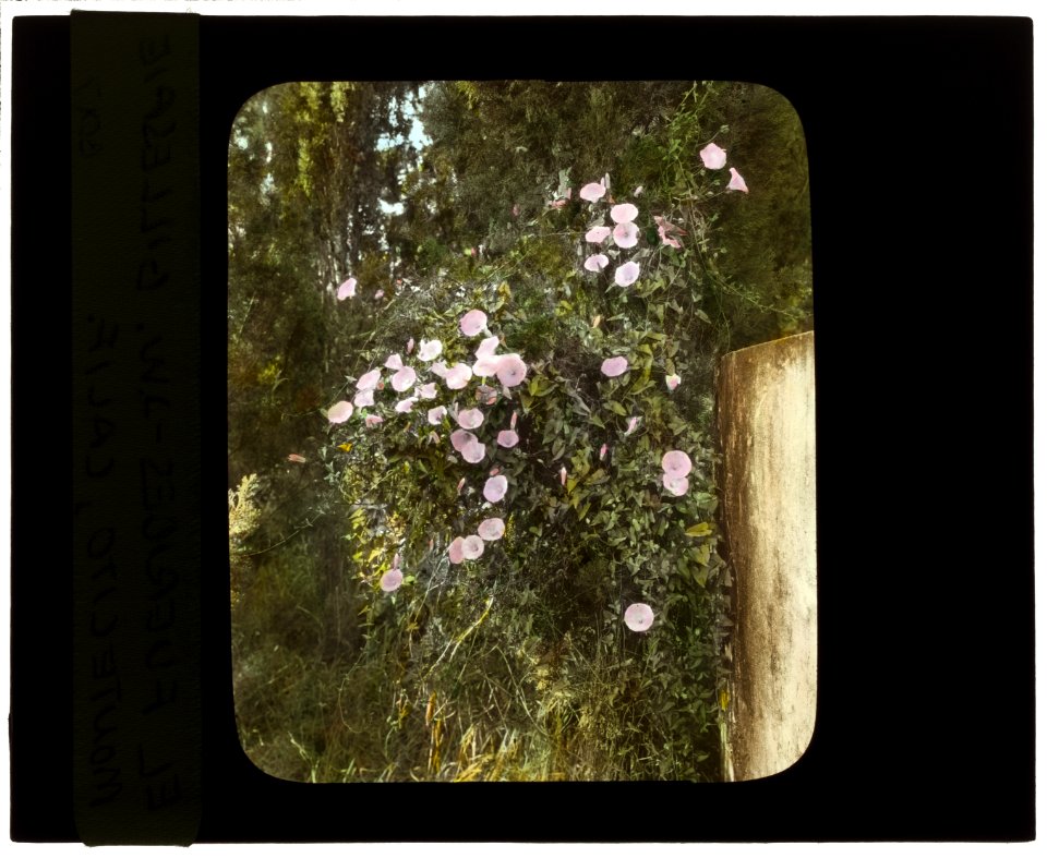 El Fureidis, James Waldron Gillespie house, Parra Grande Lane, Montecito, California. Flowering vine on wall LCCN2007684891