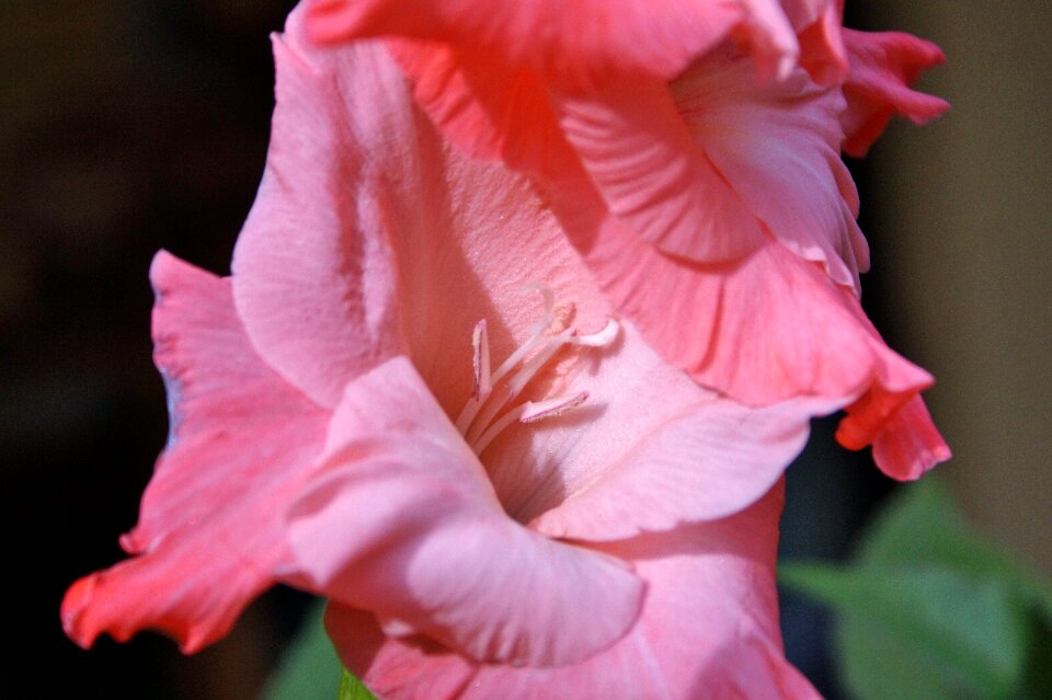 Sword flower blossom bloom