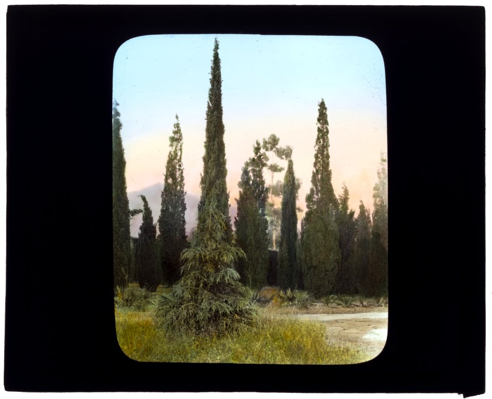 El Fureidis, James Waldron Gillespie house, Parra Grande Lane, Montecito, California. Italian Cypress LCCN2007684888