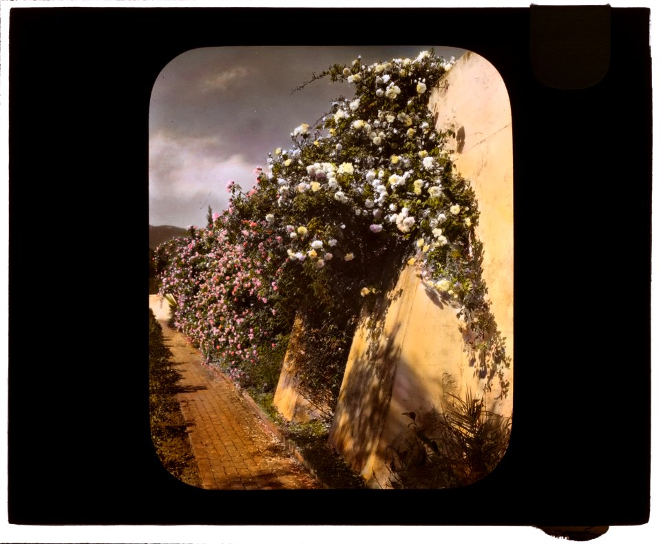El Fureidis, James Waldron Gillespie house, Parra Grande Lane, Montecito, California. Roses along wall LCCN2007684894
