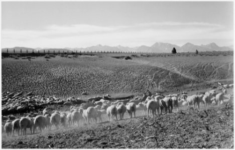 Flock in Owens Valley, California, 1941., 1941 - NARA - 519953 photo